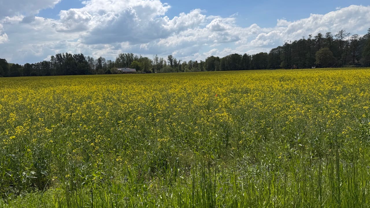 Rapsfeld bei Burg (Spreewald)